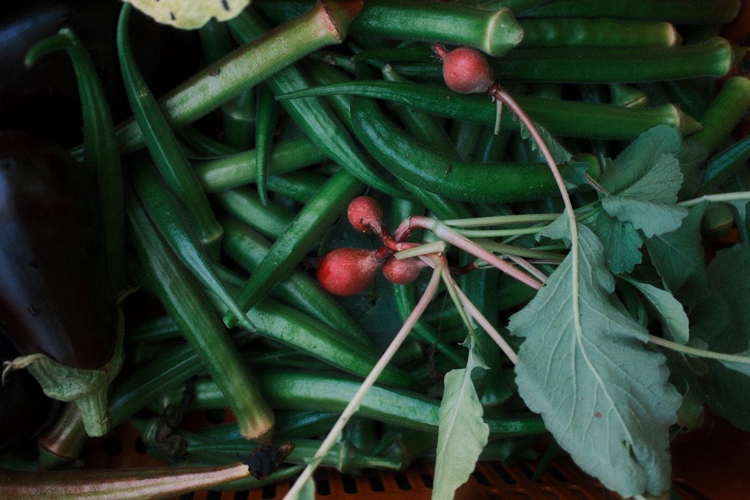 Okra en radijsjes uit de moestuin