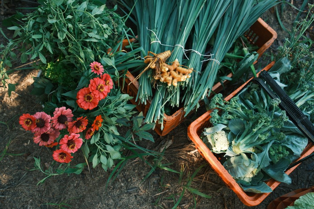 Kratten met verse oogst, kruiden en bloemen