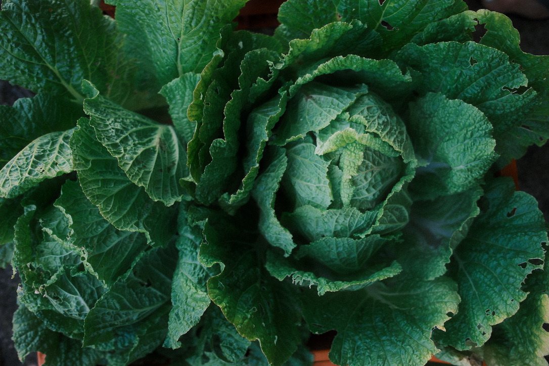 Savooiekool uit de moestuin
