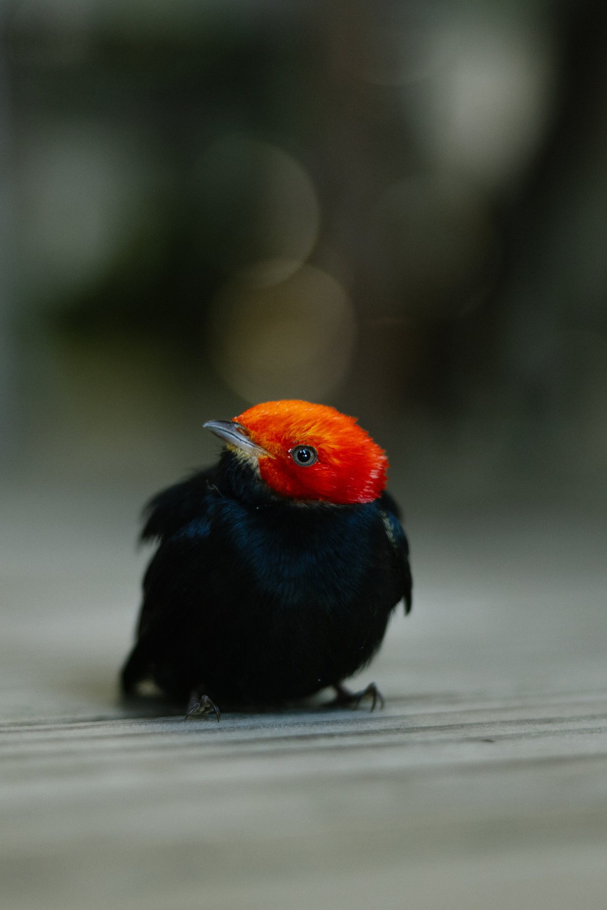 Een vogeltje met een rode kop op de veranda