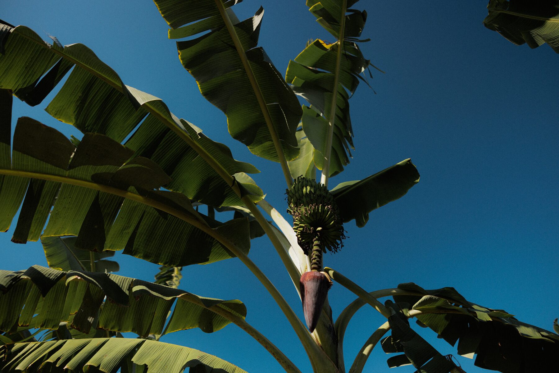 Bananenbladeren tegen de blauwe lucht