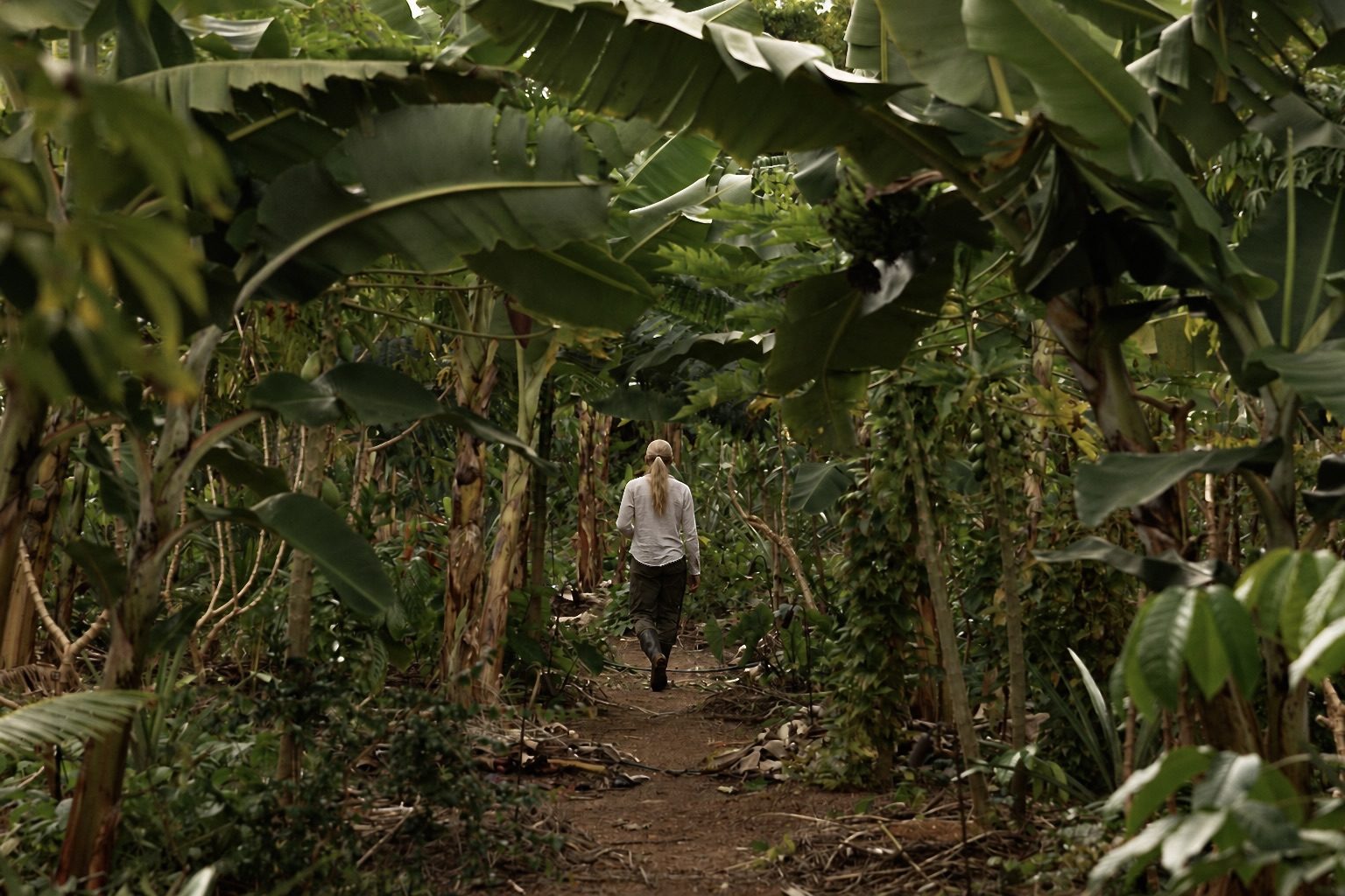 Wandelen tussen de bananenplanten op het land van Aracê Terra