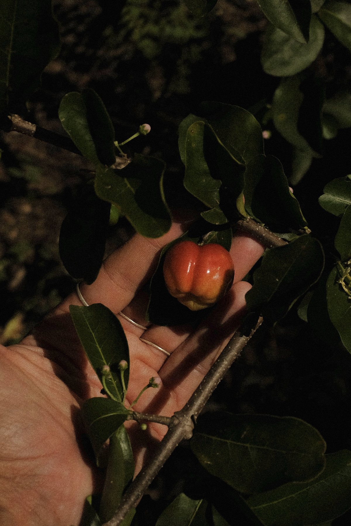 Een rijpe acerola aan de struik