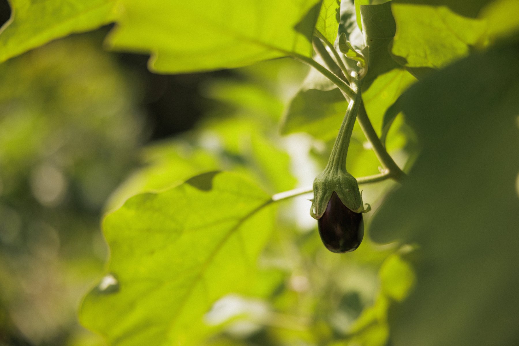 Een jonge aubergine aan de plant