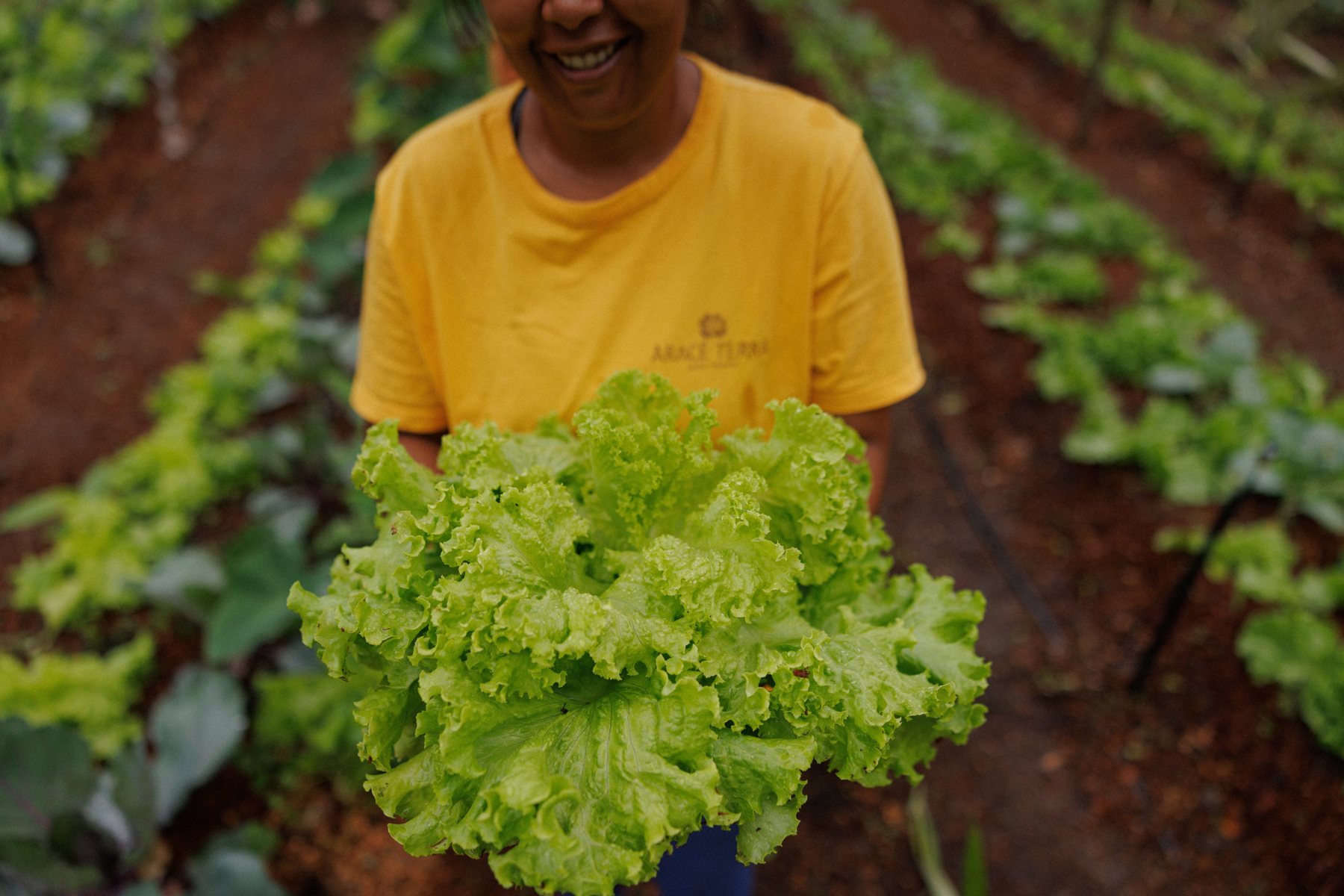 Verse krop sla uit de moestuin van Aracê Terra