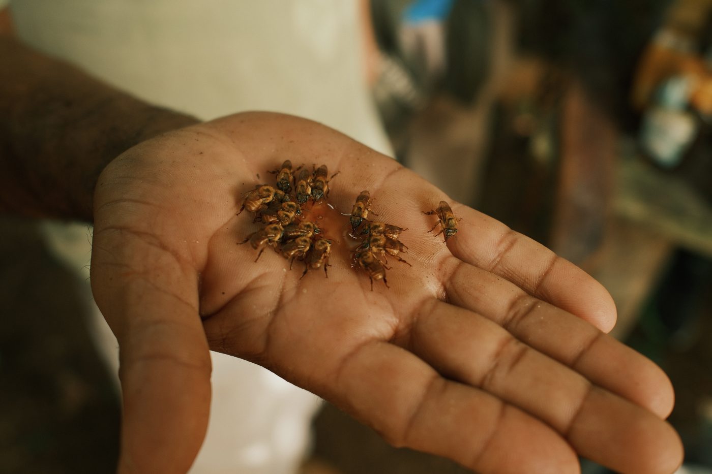 Bijen in een handpalm, symbool voor jouw persoonlijke ecosysteem